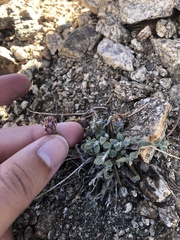 Monardella australis