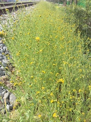 Amsinckia calycina