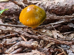 Gliophorus psittacinus