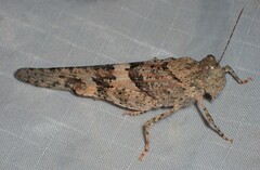 Trimerotropis pallidipennis
