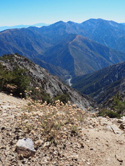 Monardella australis