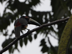 Pteroglossus torquatus