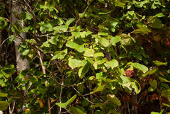 Cornus rugosa