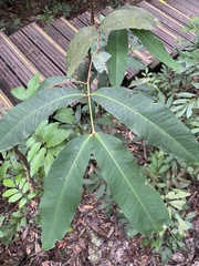 Syzygium samarangense