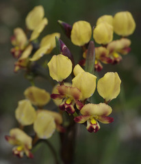 Diuris refracta