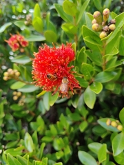 Metrosideros fulgens