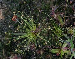 Isolepis congrua
