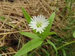 Stellaria radians