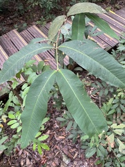 Syzygium samarangense