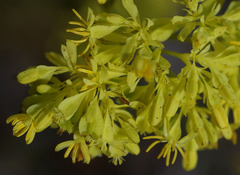 Glischrocaryon aureum