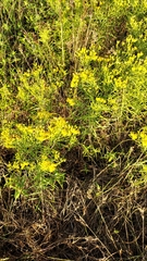 Galium verum