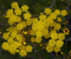 Verticordia chrysantha