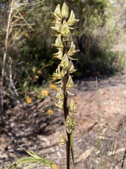 Prasophyllum elatum