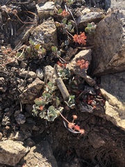 Eriogonum umbellatum