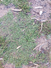 Phyla nodiflora minor