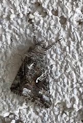Autographa