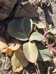 Cycladenia humilis