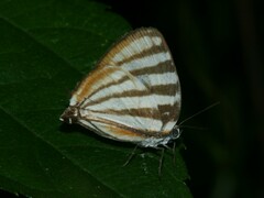 Arawacus lincoides