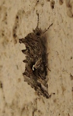 Autographa