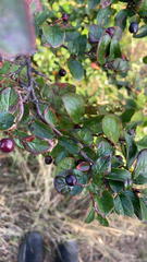 Cotoneaster lucidus