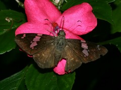 Celaenorrhinus eligius