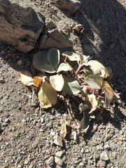Cycladenia humilis
