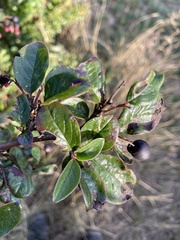 Cotoneaster lucidus