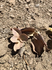 Cycladenia humilis