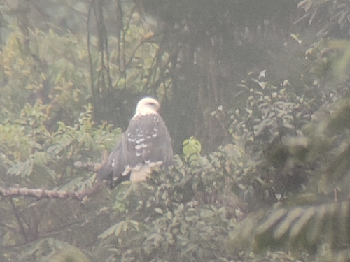 Mantled Hawk (Pseudastur polionotus), photo 3