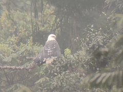 Pseudastur polionotus