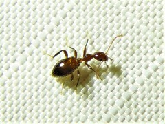 Acanthinus argentinus