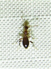 Acanthinus argentinus