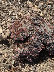 Eriogonum kennedyi