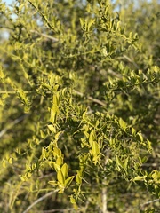 Azima tetracantha