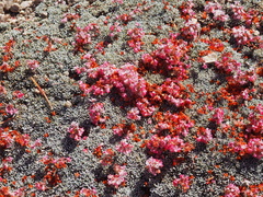 Eriogonum kennedyi