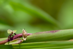 Oebalus