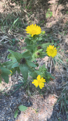 Grindelia adenodonta