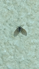 Psychodidae