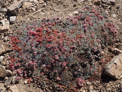 Eriogonum kennedyi