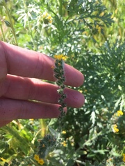 Amsinckia calycina