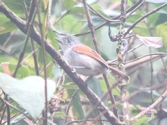 Dysithamnus xanthopterus