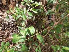 Maclura cochinchinensis