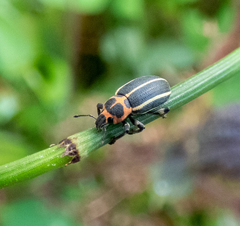Eudiagogus episcopalis
