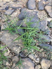Thyrsanthella difformis