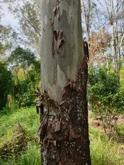 Corymbia tessellaris