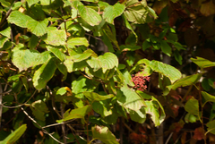 Cornus rugosa