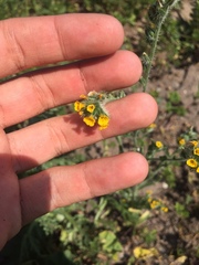 Amsinckia calycina