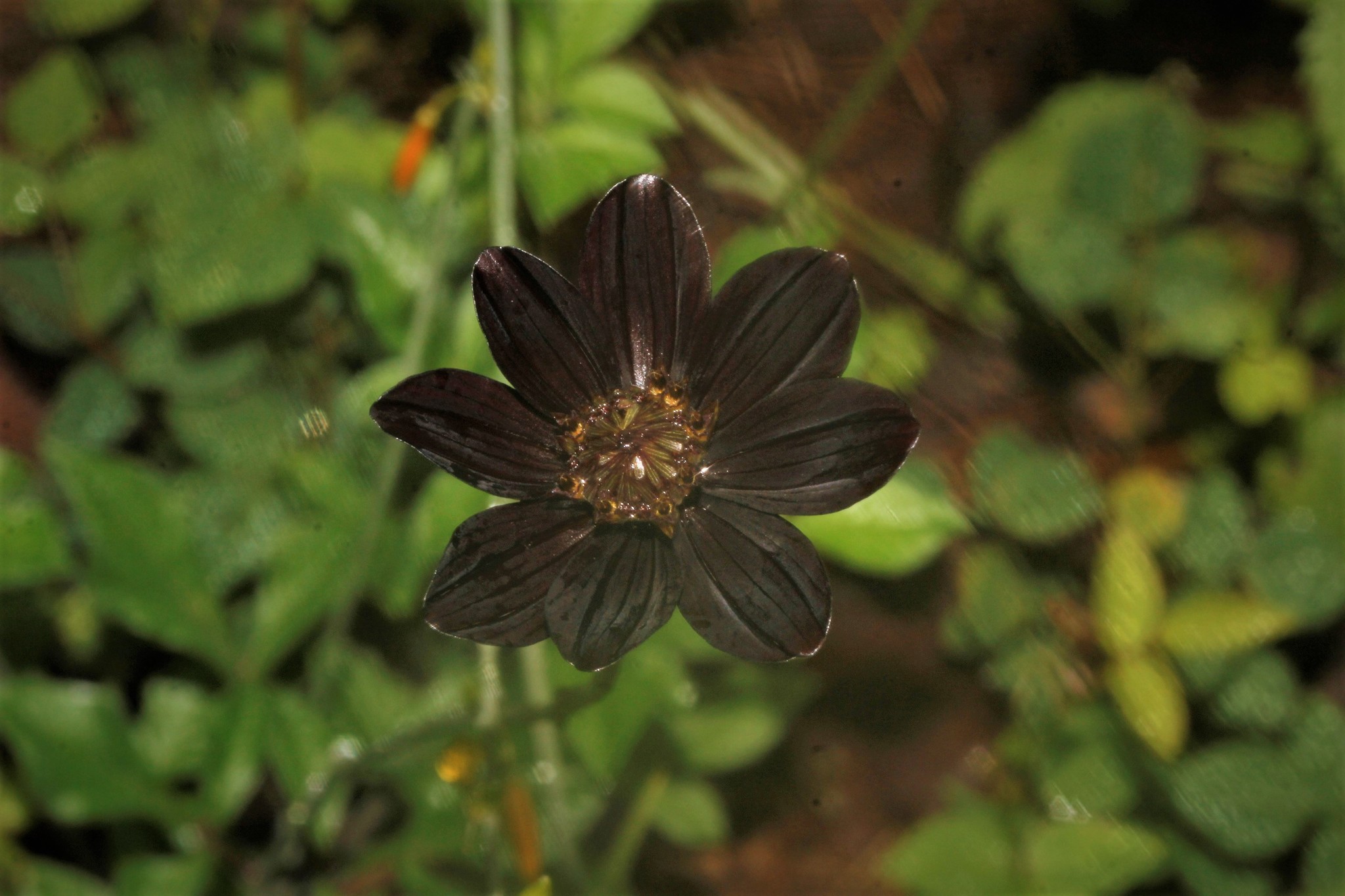 Chocolate Cosmos (Cosmos atrosanguineus)