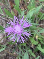 Centaurea stoebe
