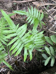 Christella acuminata